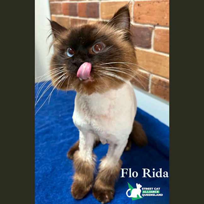 Photo of Flo Rida