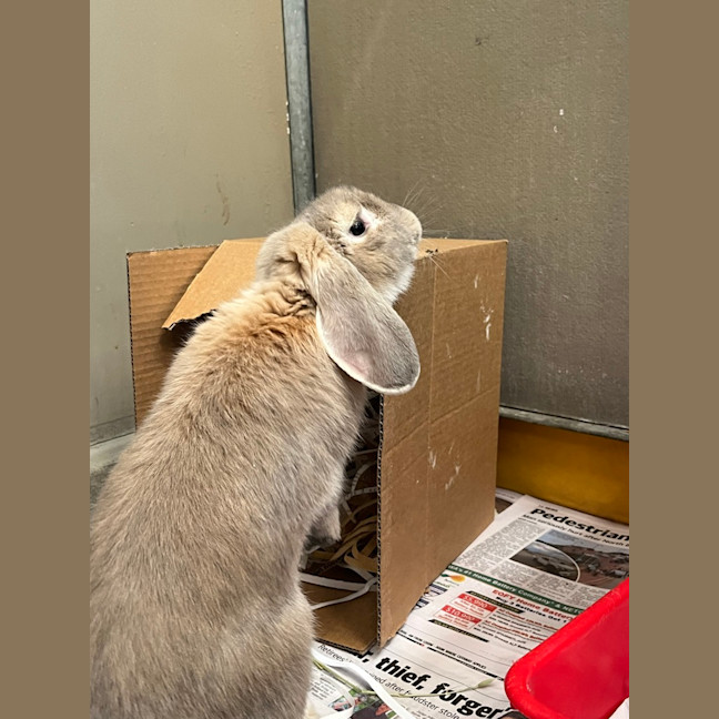 Photo of Bowie Bun
