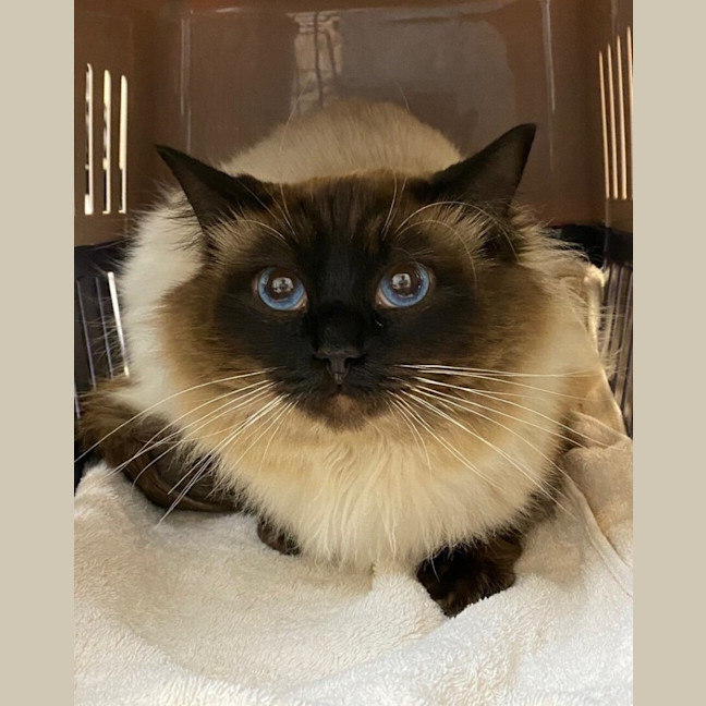 Photo of Rasputin
