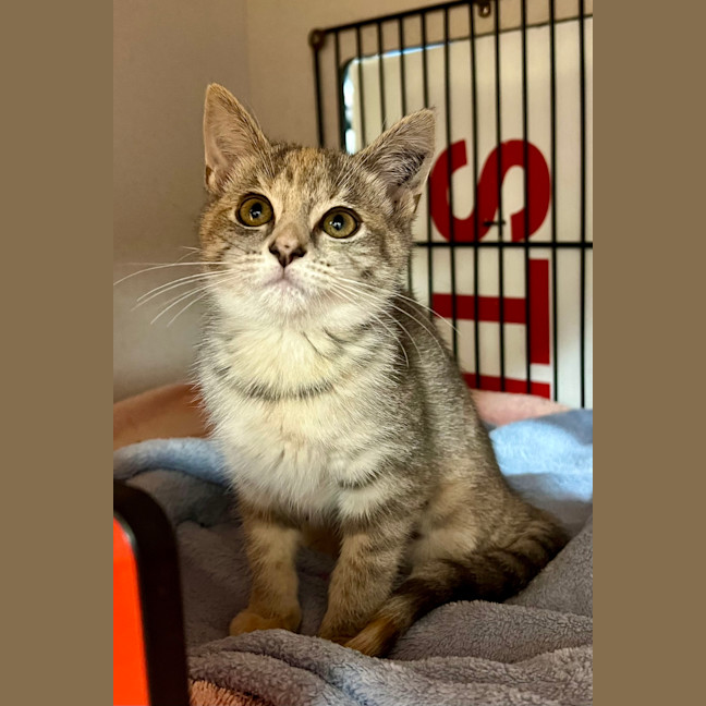 Photo of Mittens