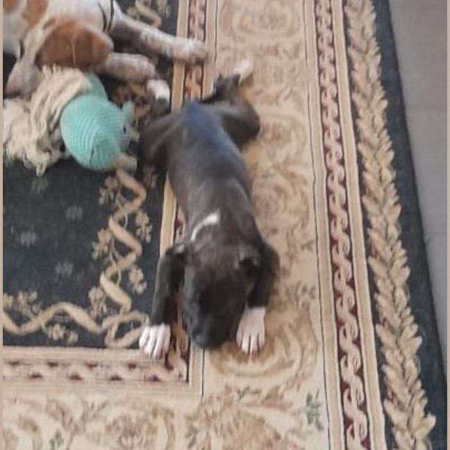 Photo of Sienna (Shadow)