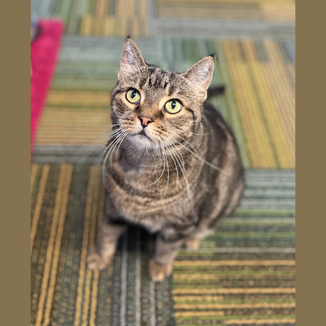 Photo of Rufus