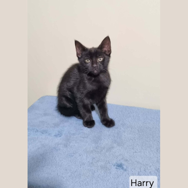 Photo of Harry