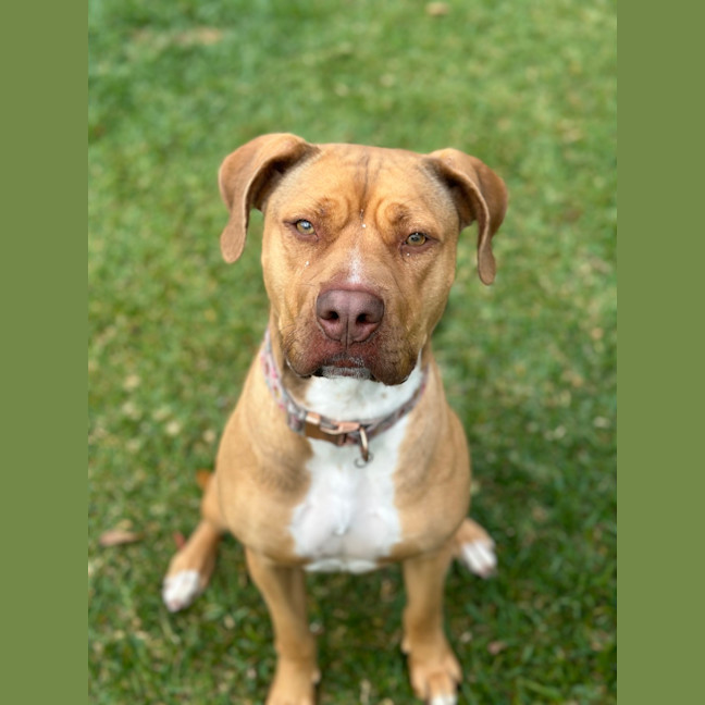 Photo of Nala