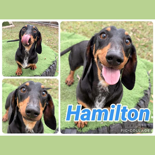 Photo of Hamilton