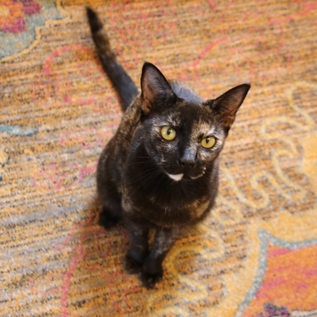 Photo of Fudge