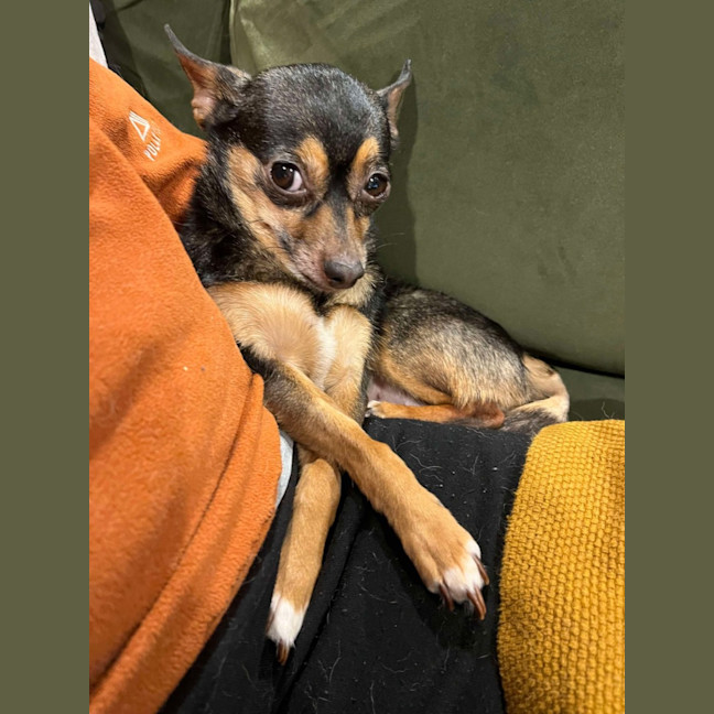 Photo of Beanie Baby