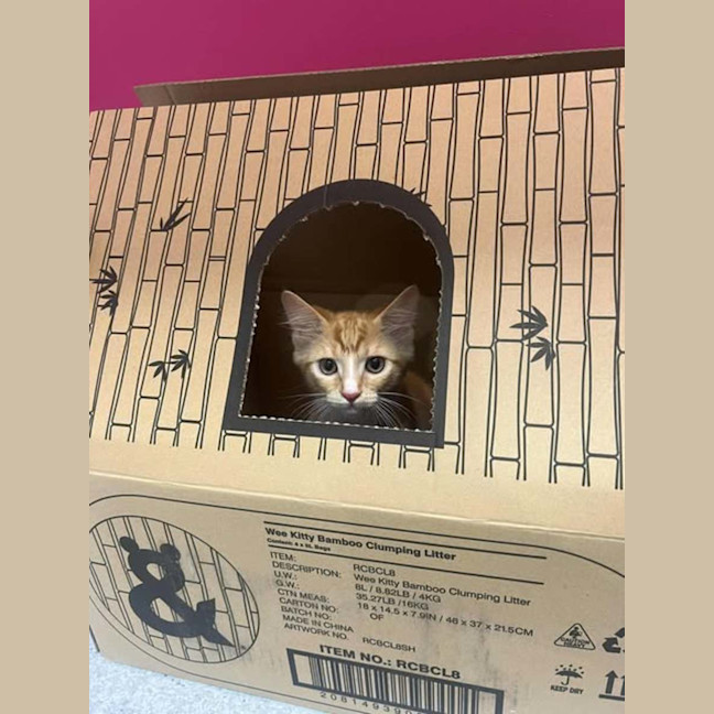 Photo of Wile E. Coyote