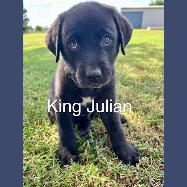 Photo of King Julian