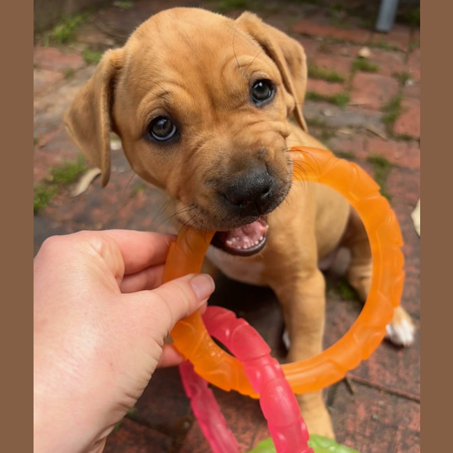 Photo of Winnie Roo