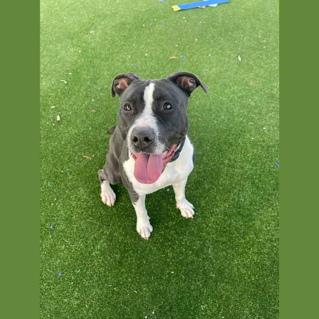 Photo of Cookie Imp 1421