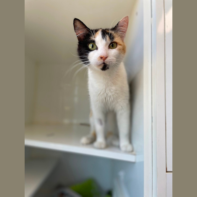 Photo of Luna