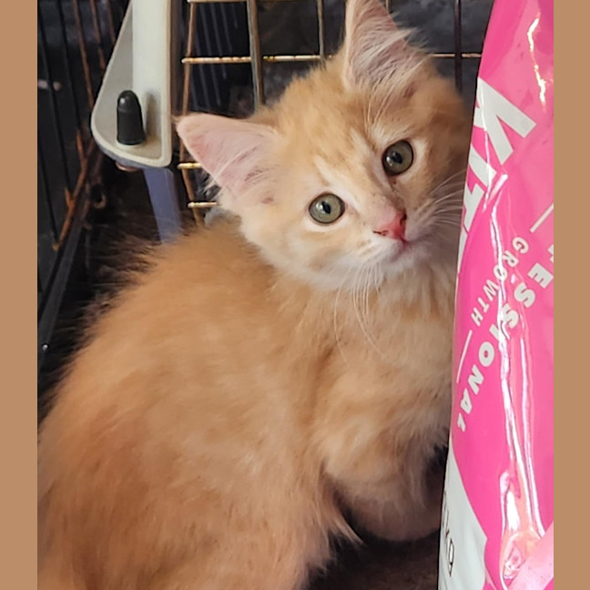 Photo of Morgan (Located In Foster Care In Templestowe)