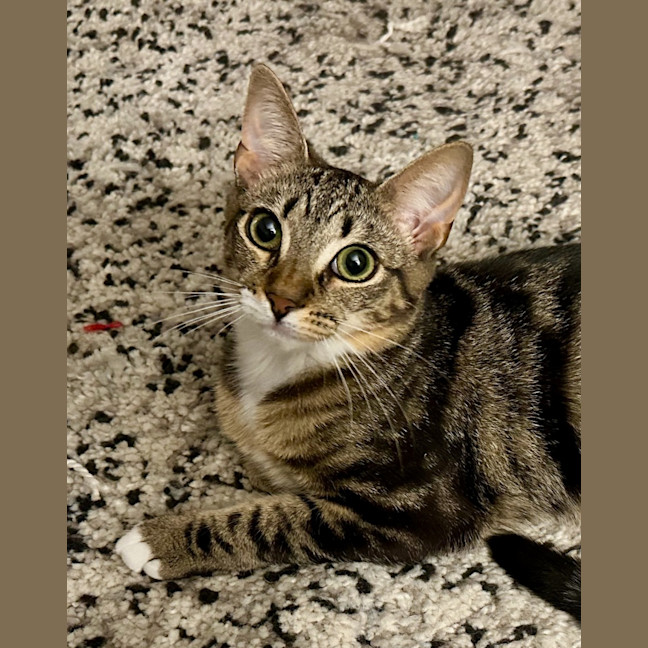 Photo of Dylan