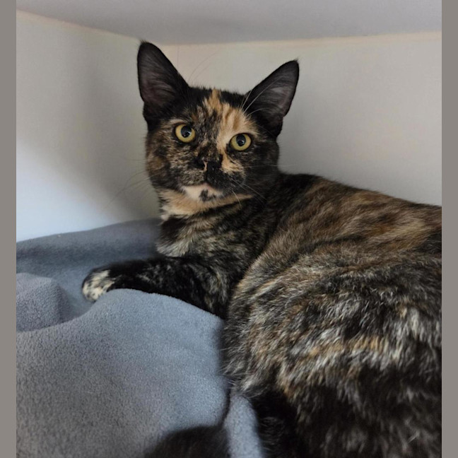 Photo of Lottie (Bonded To Tottie)