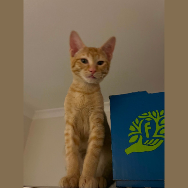 Photo of Cheddar & Swiss