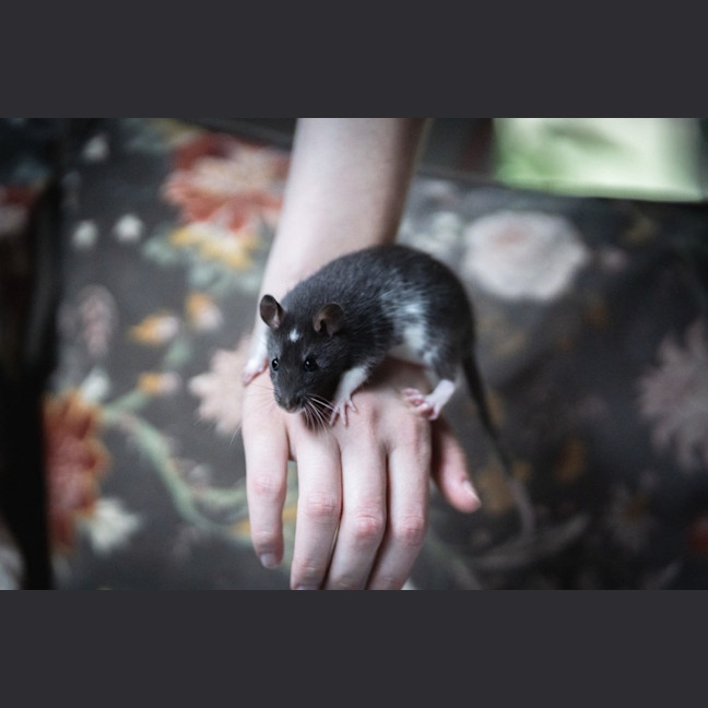 Photo of Ginkgo & Blossom