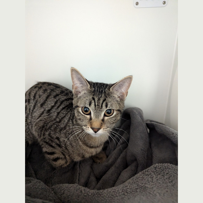 Photo of Baked Bean