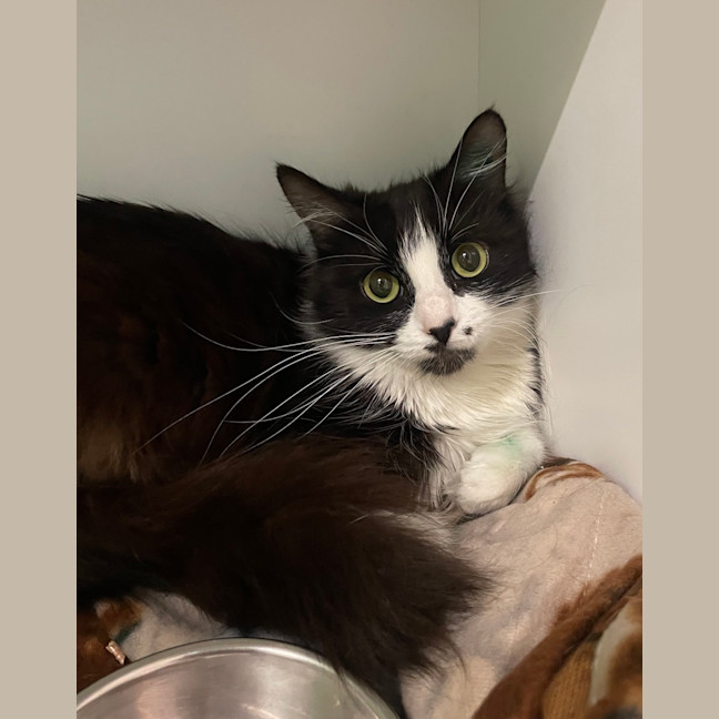 Photo of Kara (Now Mephiles)