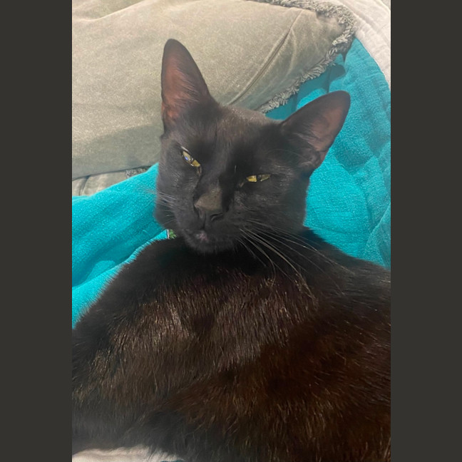 Photo of Slinky   1.5 Year Old Domestic Shorthair