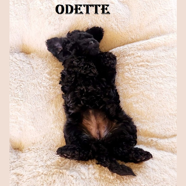 Photo of Odette