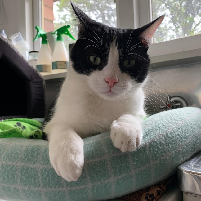 Photo of Luffy   Located In Preston