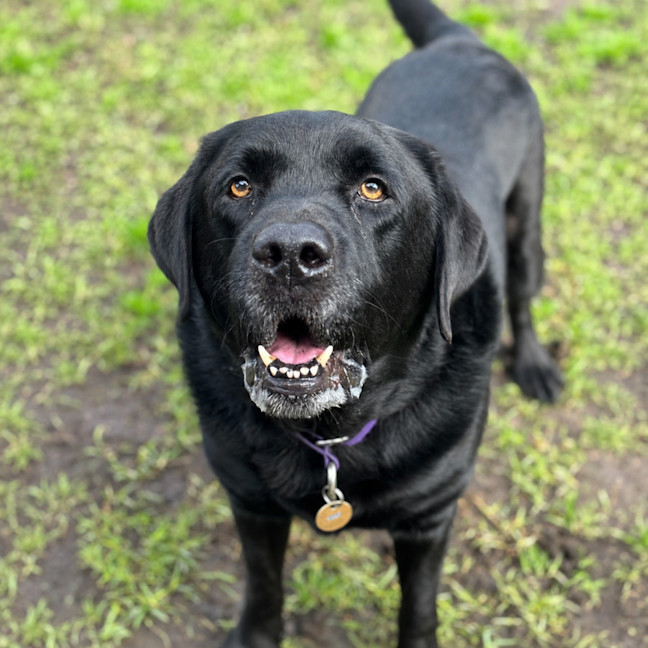 Photo of Scooby