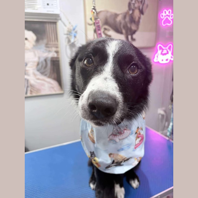 Photo of Chestnut