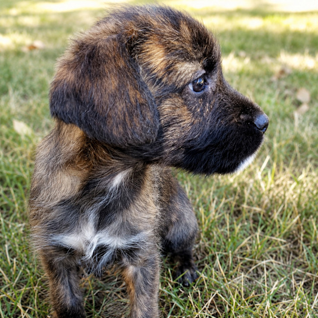 Photo of Wallace