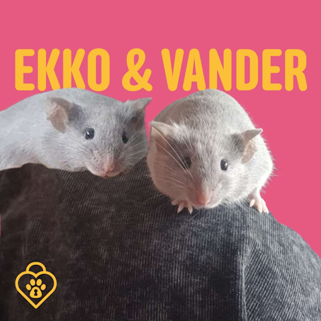Photo of Vander / Ekko
