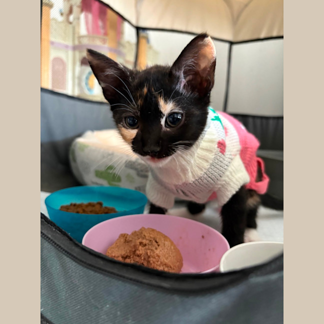 Photo of Salsa 