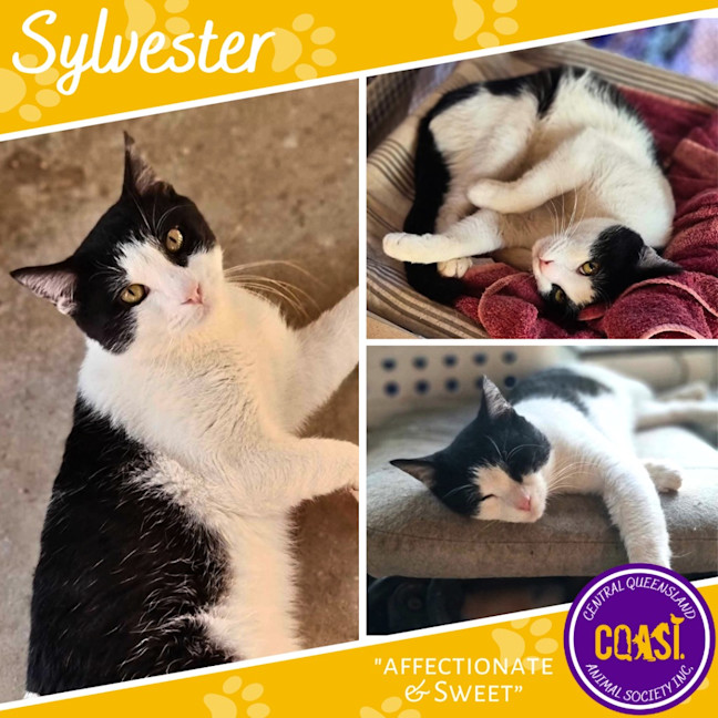 Photo of Sylvester