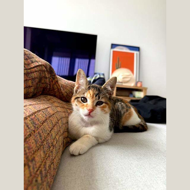 Photo of Vixen