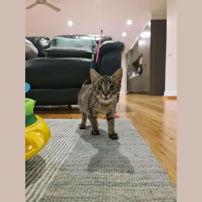 Photo of Eddy   In Foster Care In Ashburton