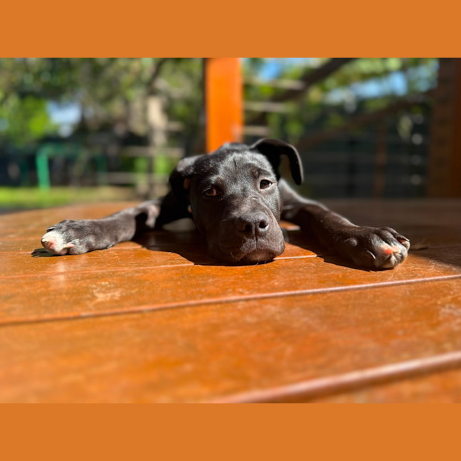 Photo of Sadie
