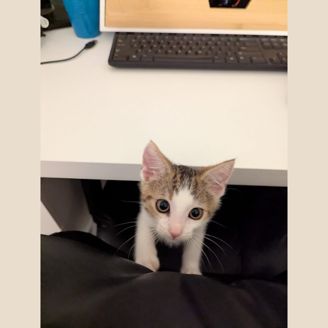 Photo of Winston