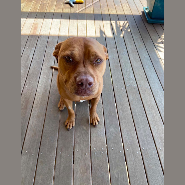 Photo of Honey