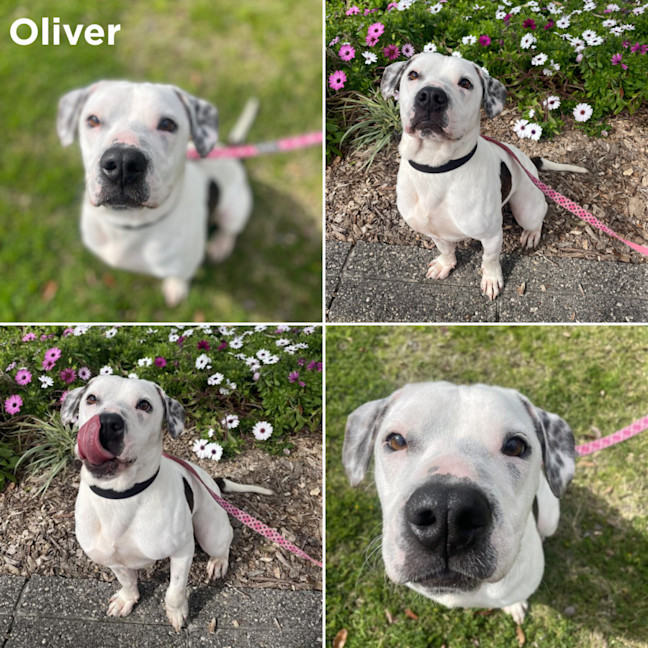 Photo of Oliver