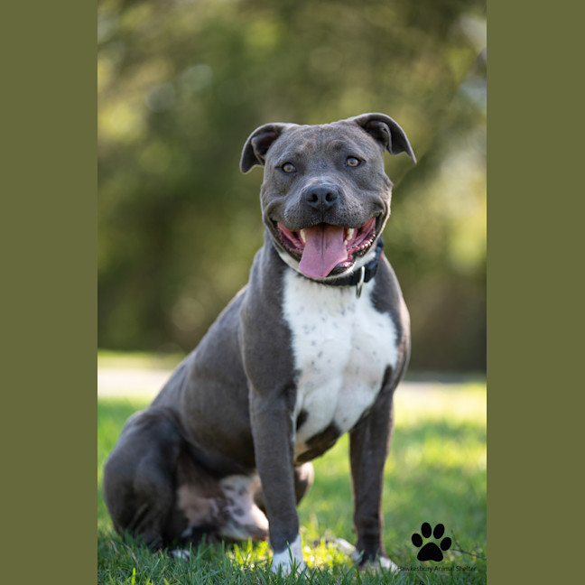 Photo of Brutus