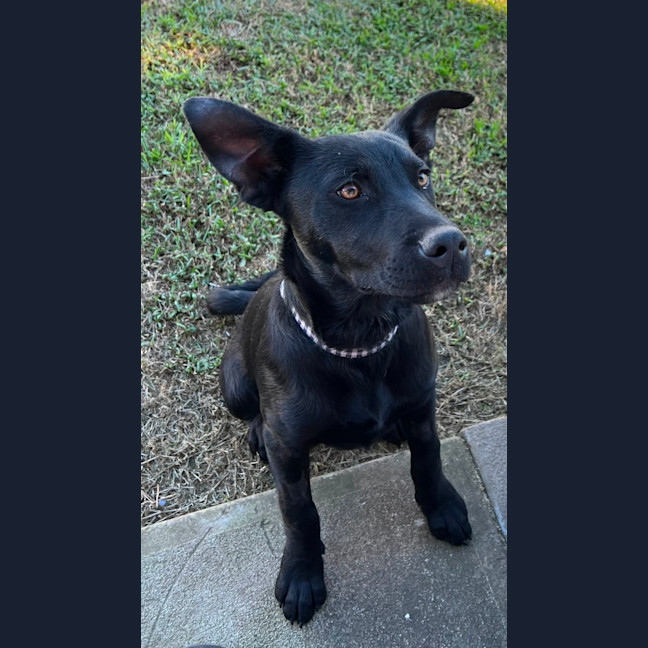 Photo of Prince Harry   5 Month Old Kelpie X