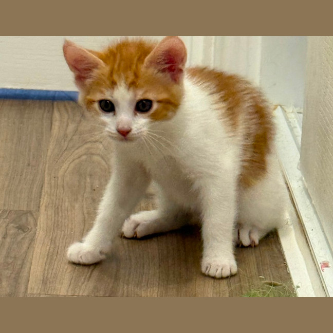 Photo of Callie