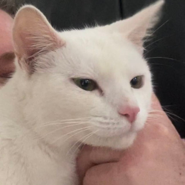 Photo of Snowy