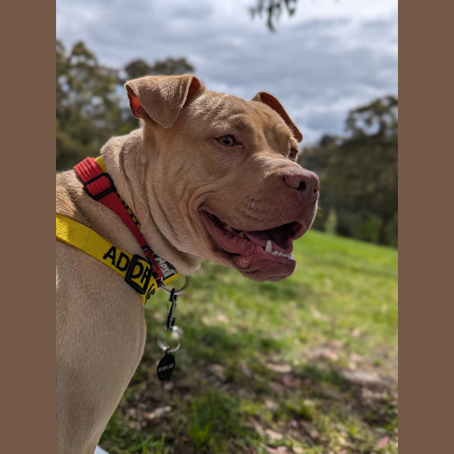 Photo of Rocky