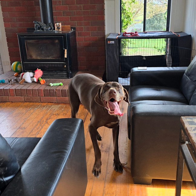 Photo of Huey