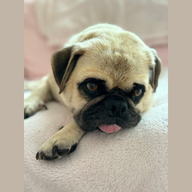 Photo of Hank And Luna 🎈