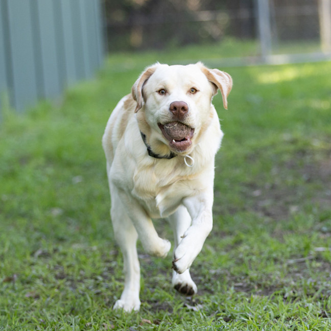 Photo of Simba