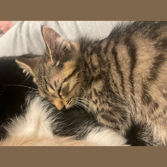 Photo of Blitzen 🦌