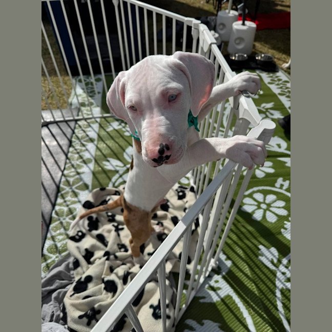 Photo of Domino