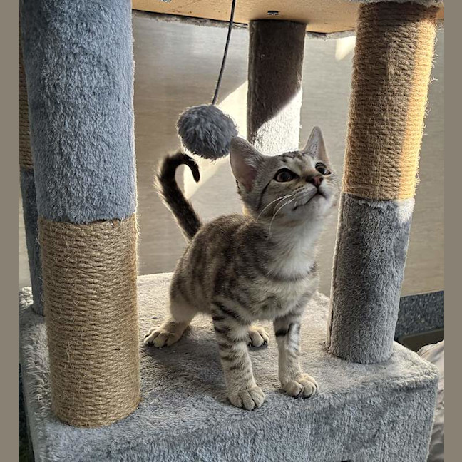 Photo of Pirate