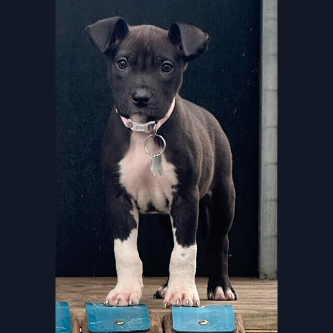 Photo of Mrs Scrubitt